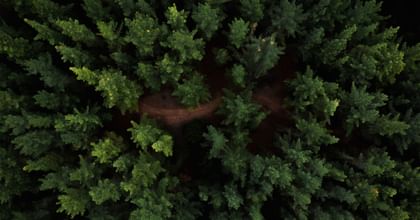 pine trees